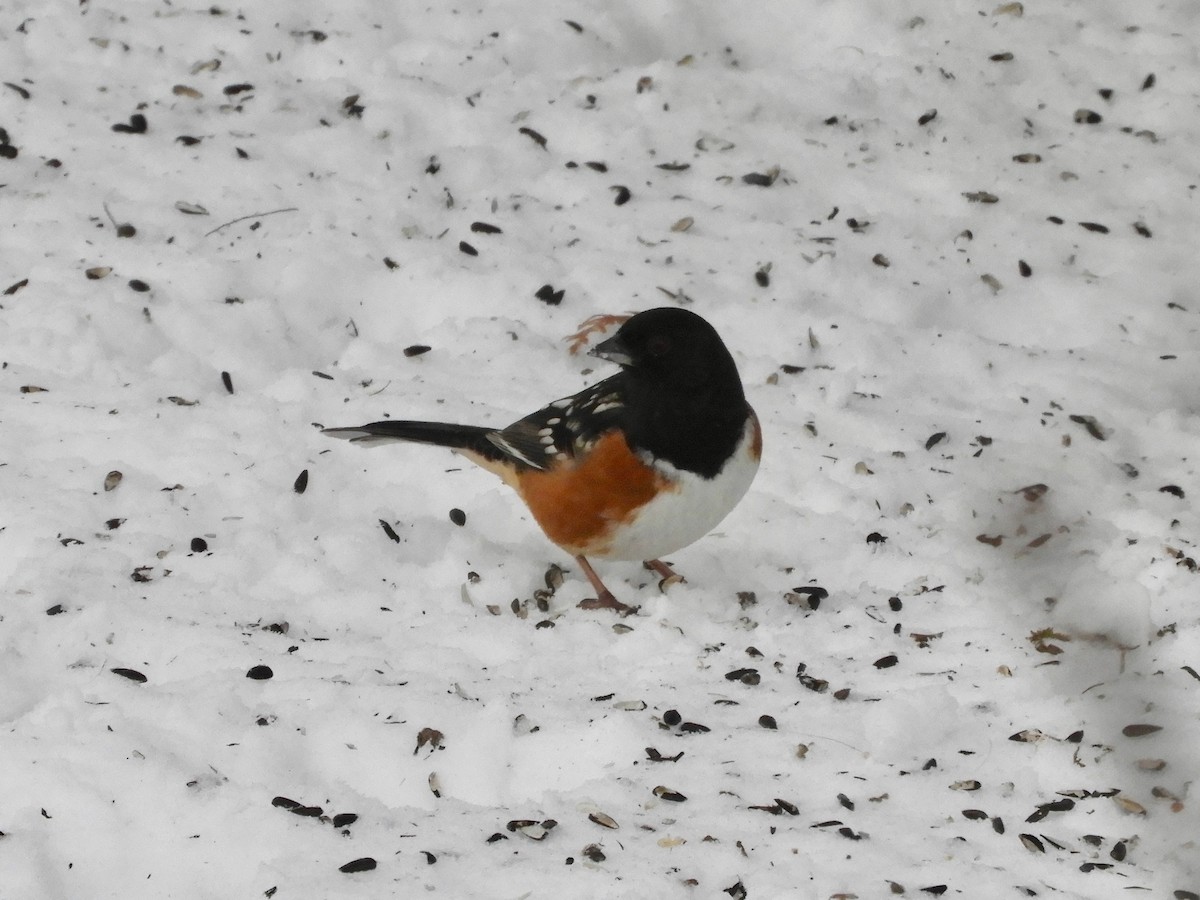 Spotted Towhee - ML294568951