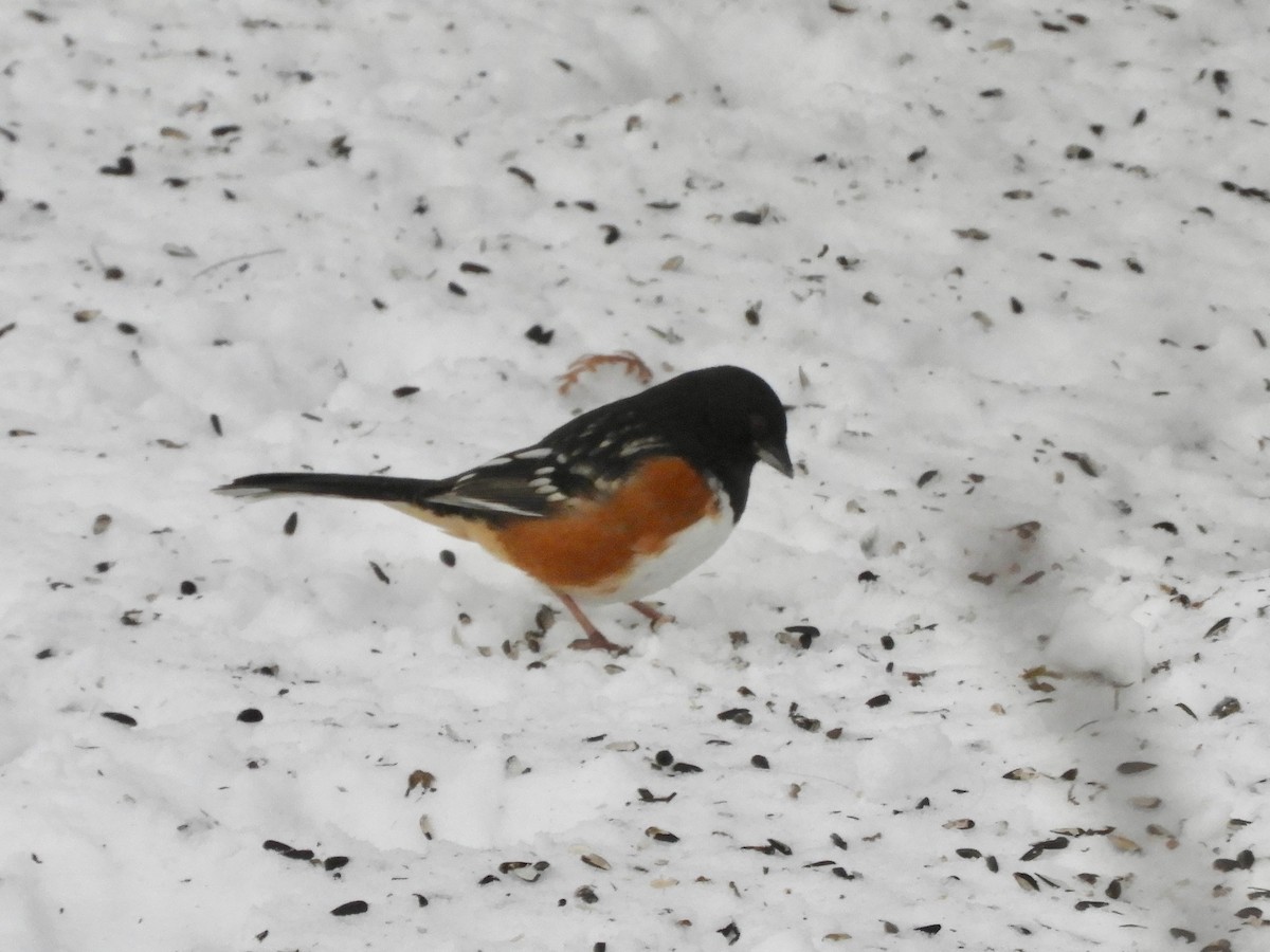 Spotted Towhee - ML294568981