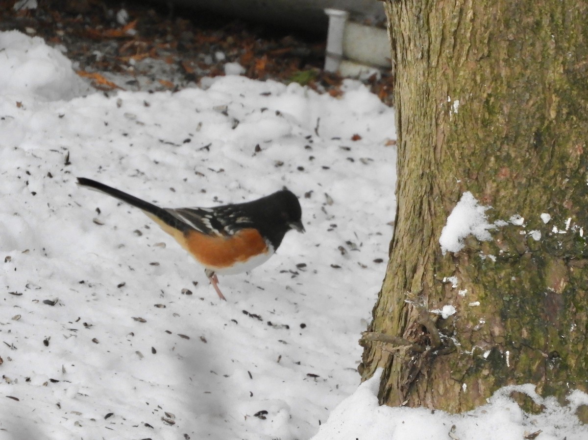 Spotted Towhee - ML294569011