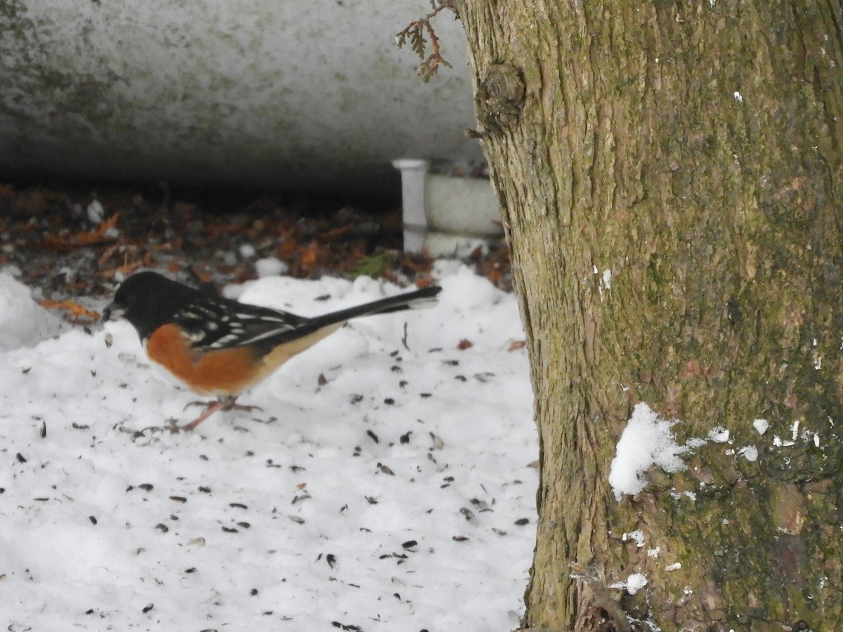 Spotted Towhee - ML294569031