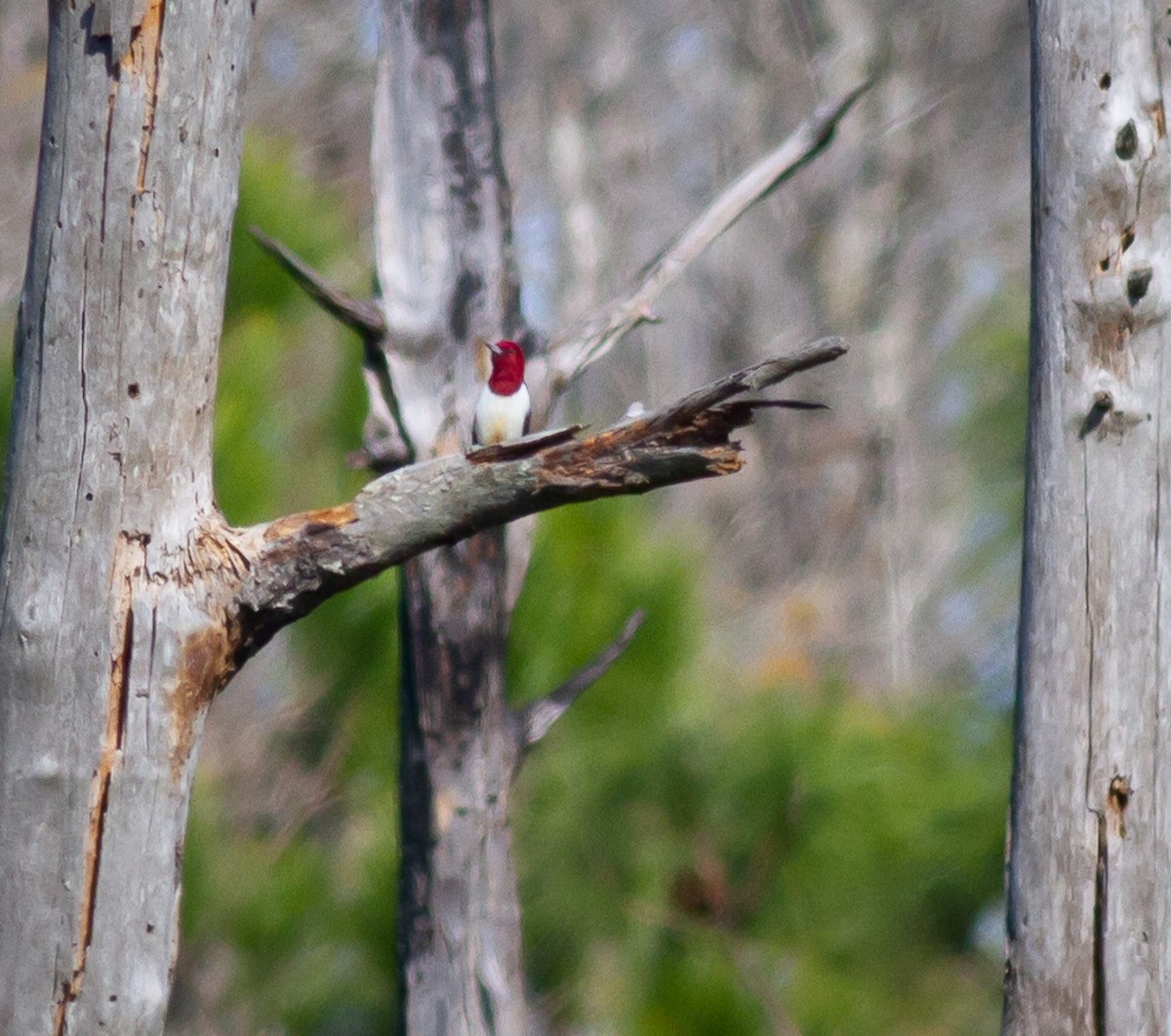 Red-headed Woodpecker - ML294569161
