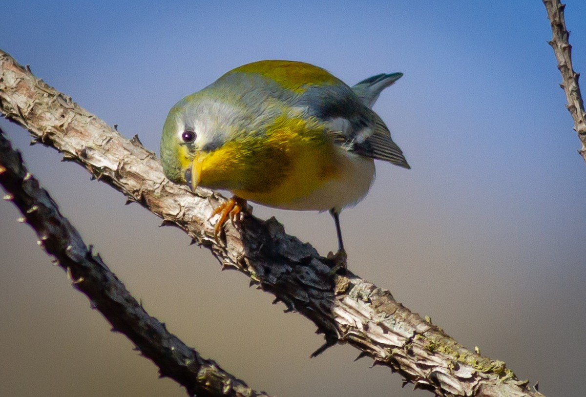 Northern Parula - ML294569741