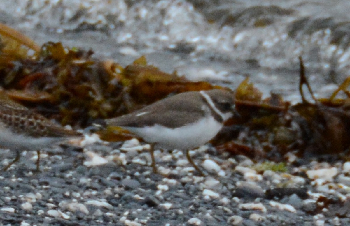 Semipalmated Plover - ML294570371