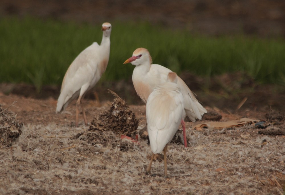 Western Cattle-Egret - ML29457141