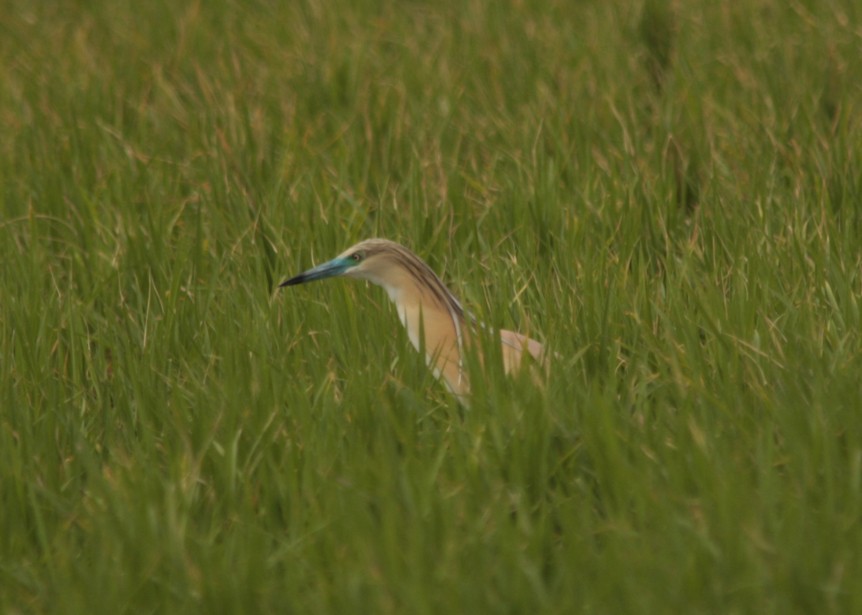 Squacco Heron - ML29457151