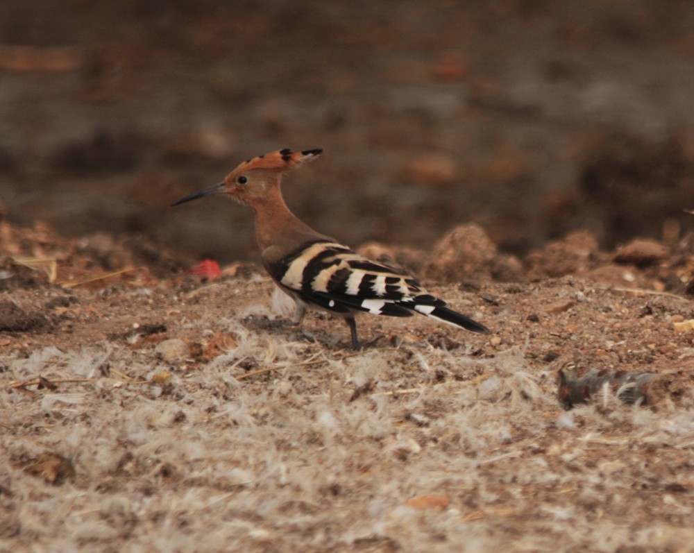 Eurasian Hoopoe - ML29457161