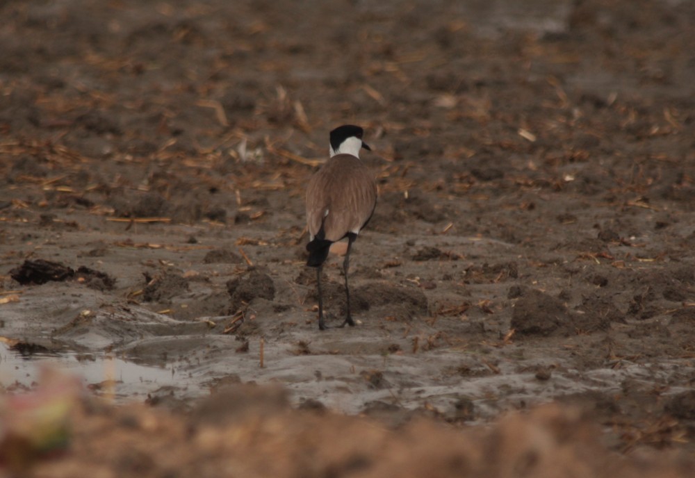 Spur-winged Lapwing - ML29457171
