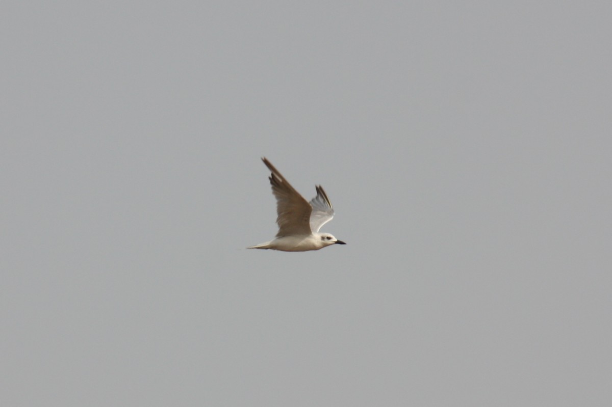 Gull-billed Tern - ML29457241