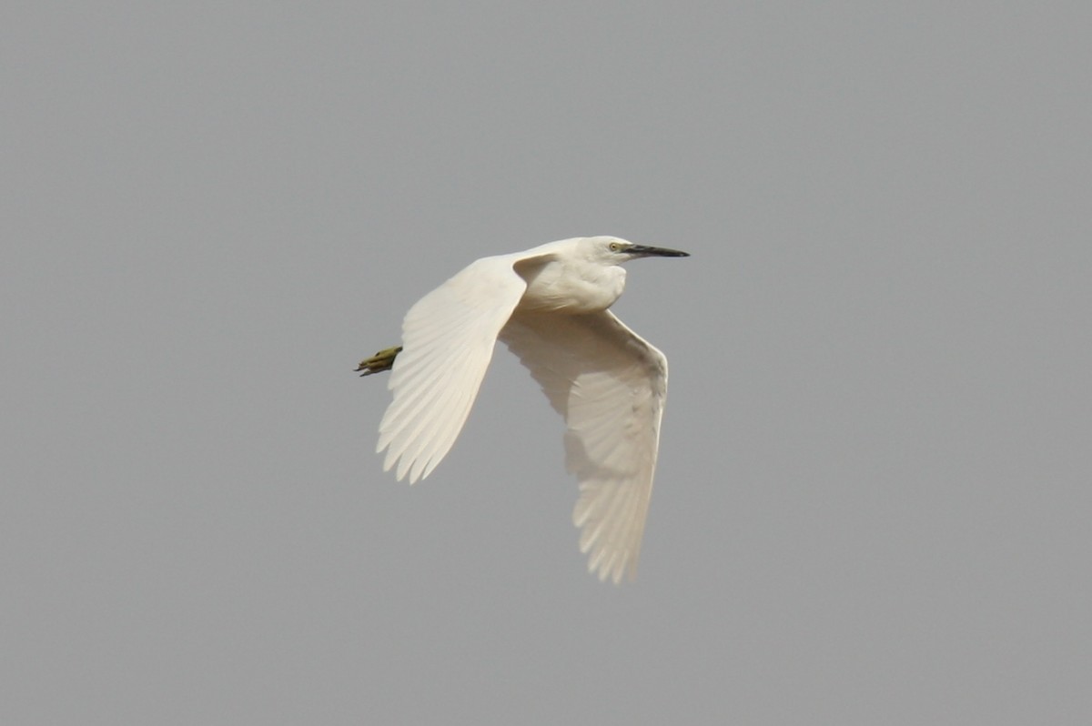 Little Egret - Tyler Joyner