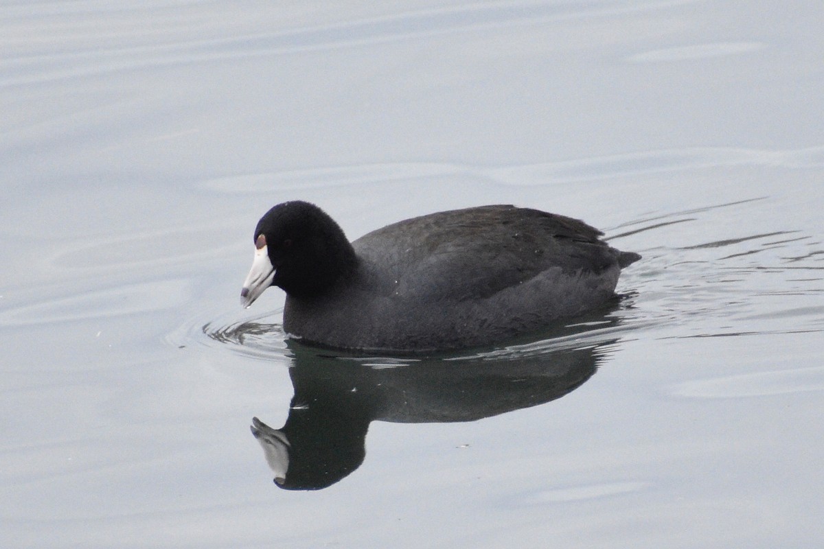 American Coot - ML294574631