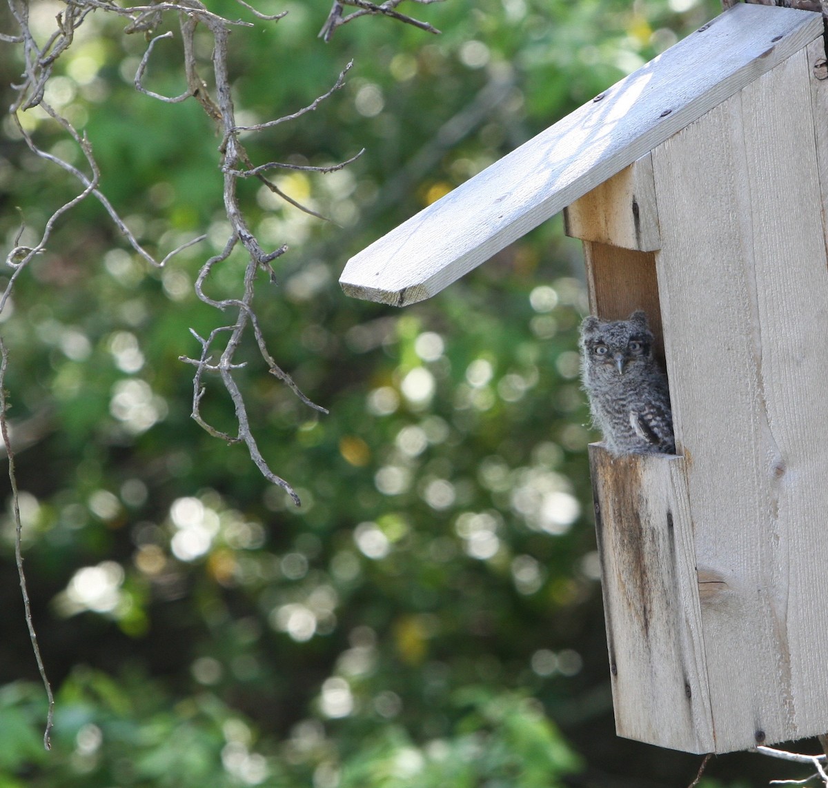 Eastern Screech-Owl - ML29457501