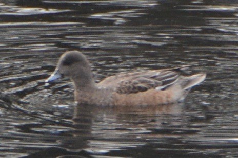 American Wigeon - John Benner