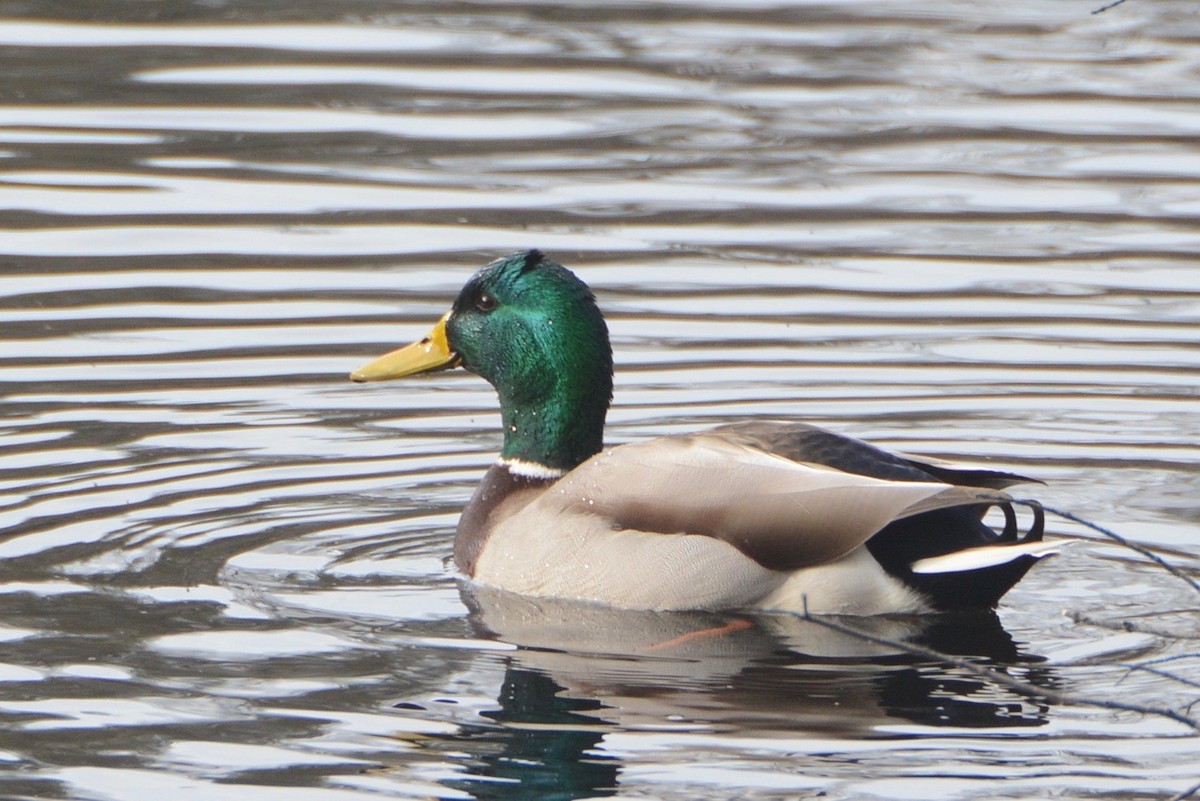 Mallard - John Benner