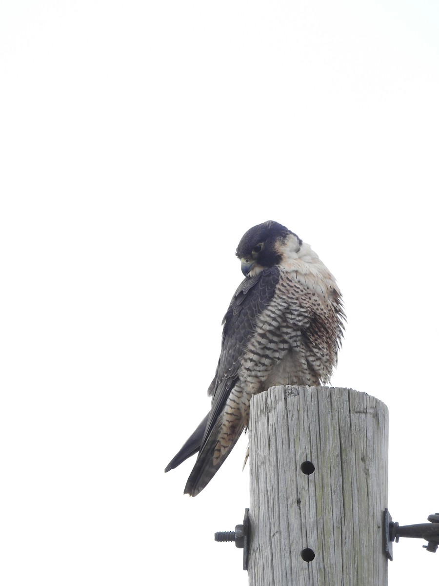 Peregrine Falcon - Cory Elowe