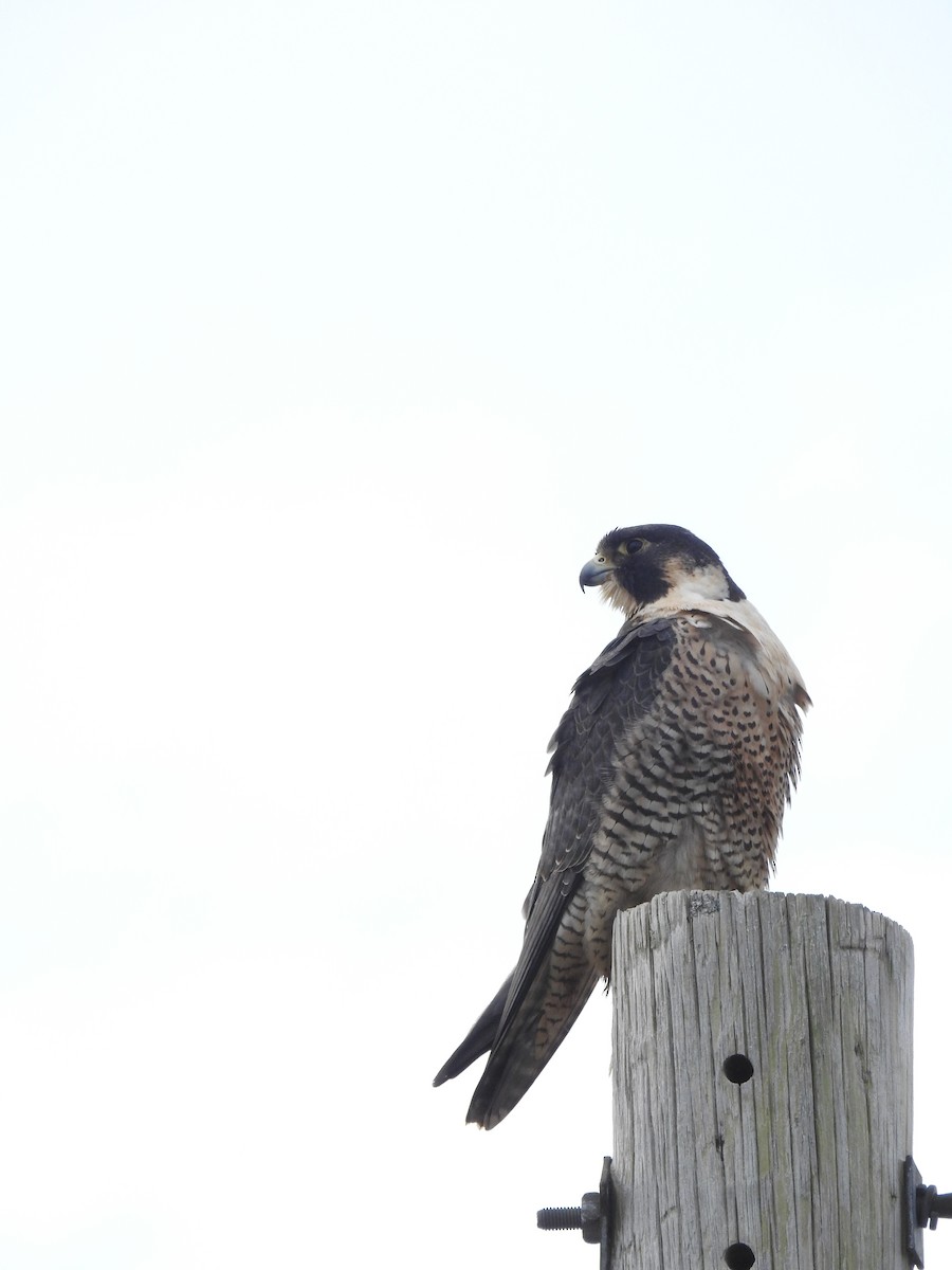 Peregrine Falcon - Cory Elowe