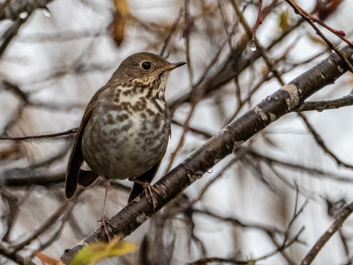 Hermit Thrush - ML294579741