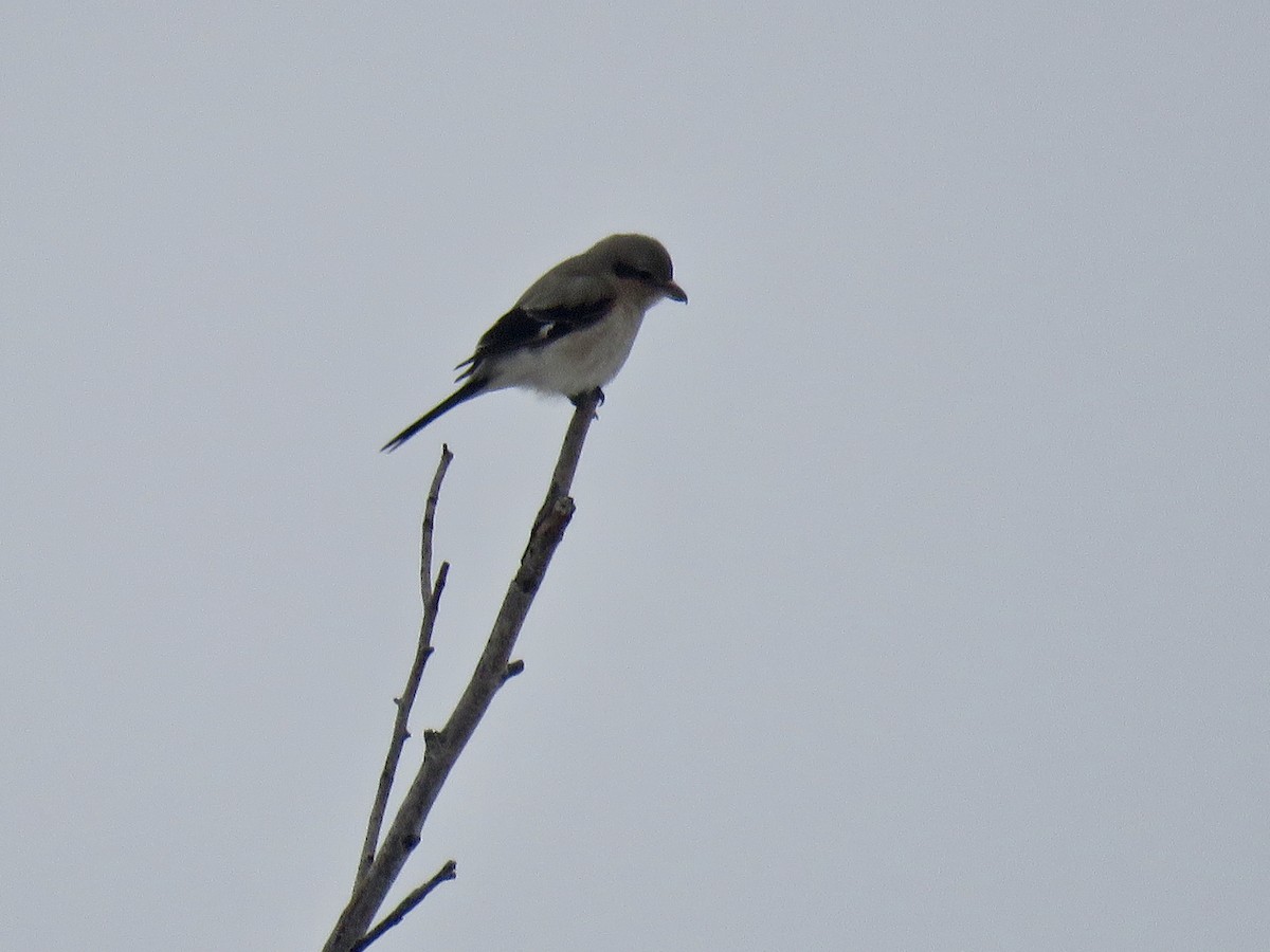 Northern Shrike - Mike Ferguson