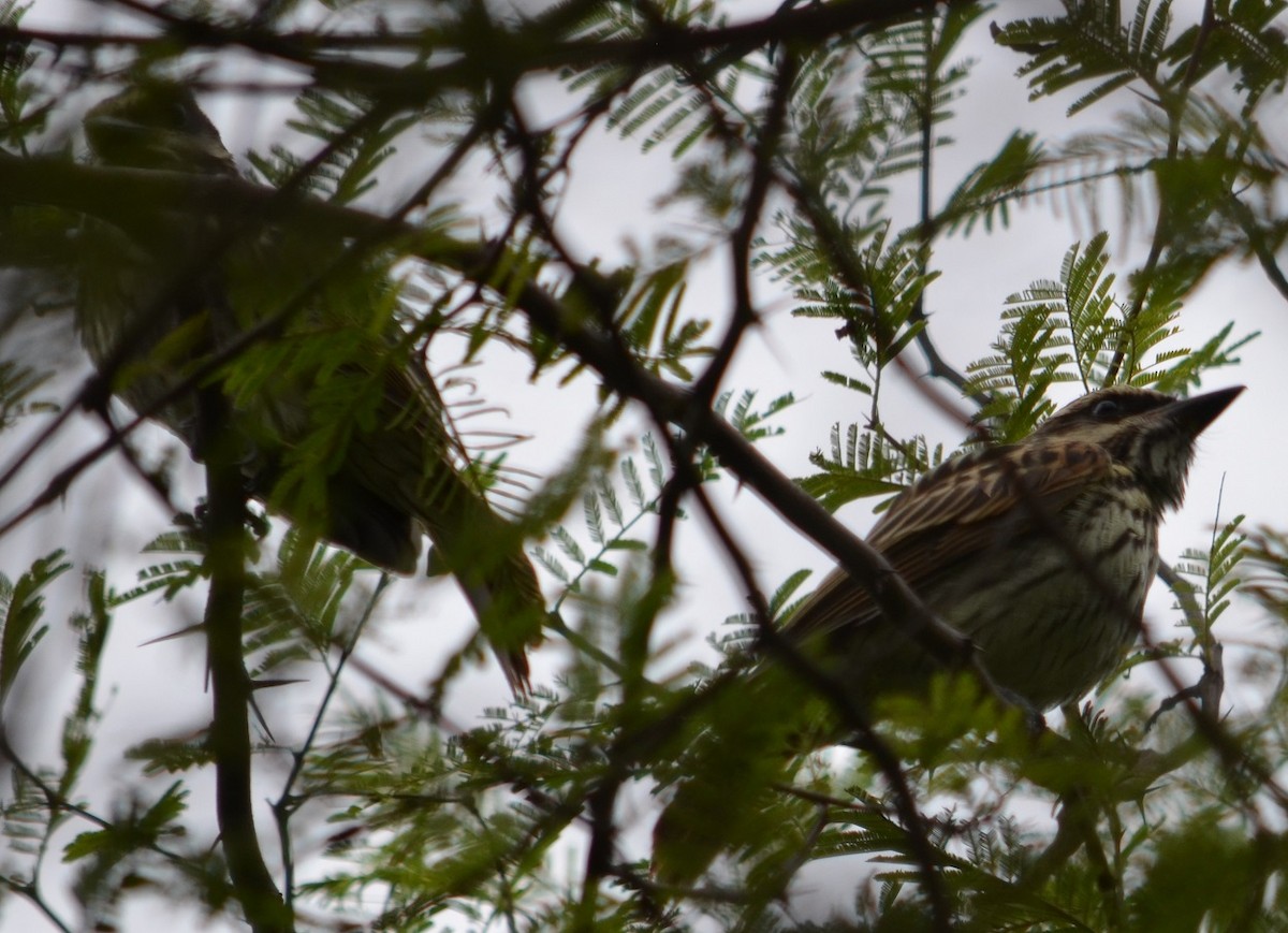 Streaked Flycatcher - ML294580491