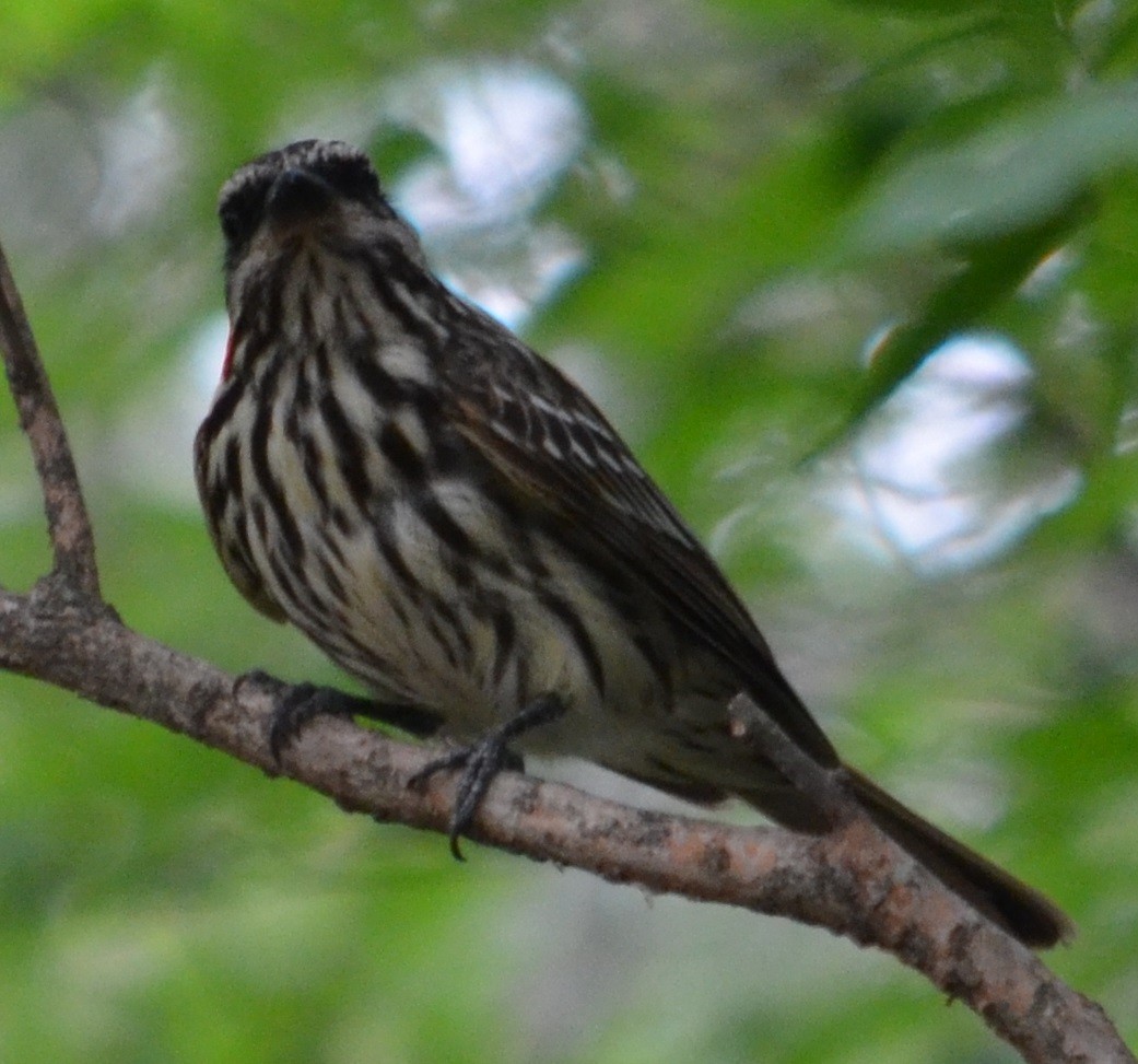 Streaked Flycatcher - ML294580511