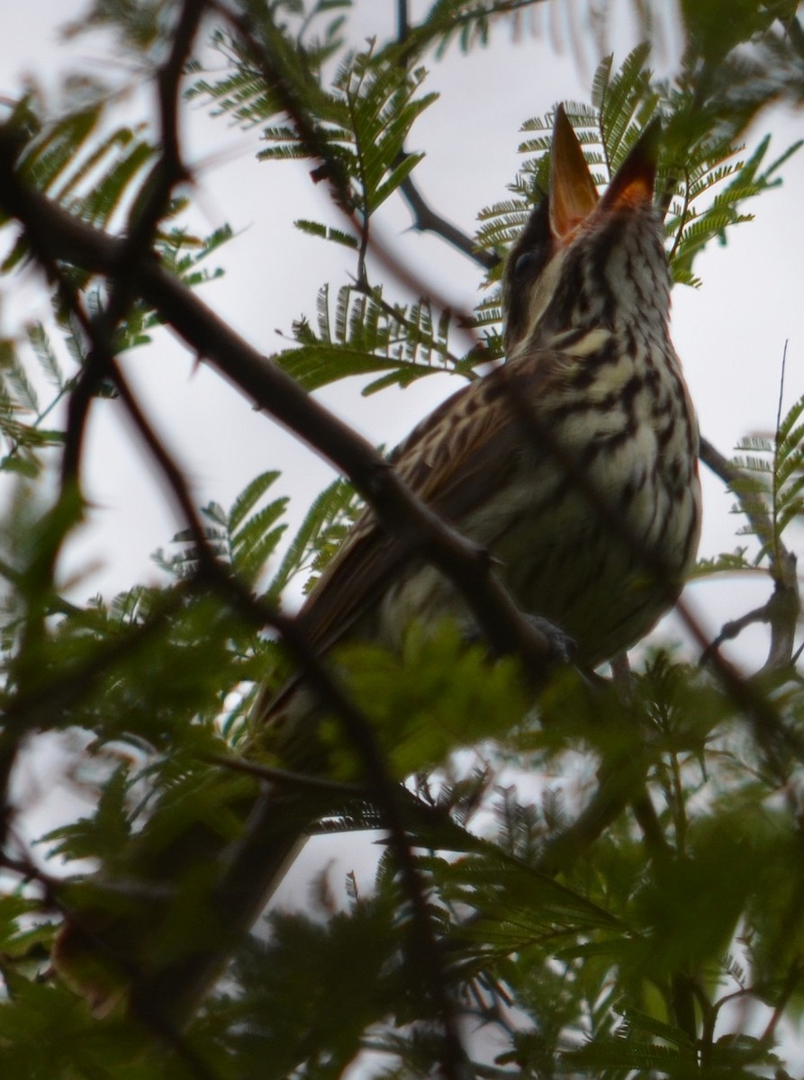 Streaked Flycatcher - ML294580561