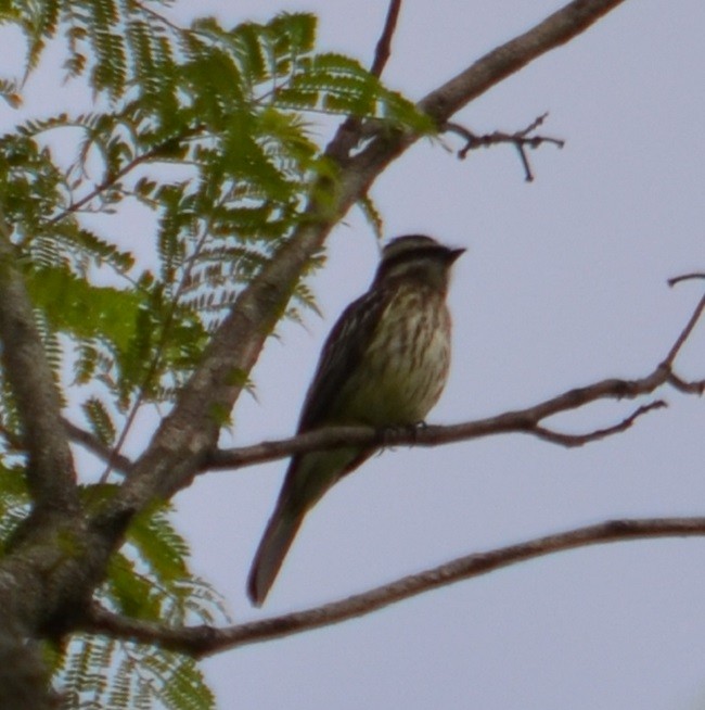 Variegated Flycatcher - ML294580651