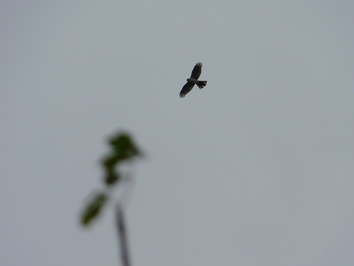 Sharp-shinned Hawk - Nazario Valladares Fonseca