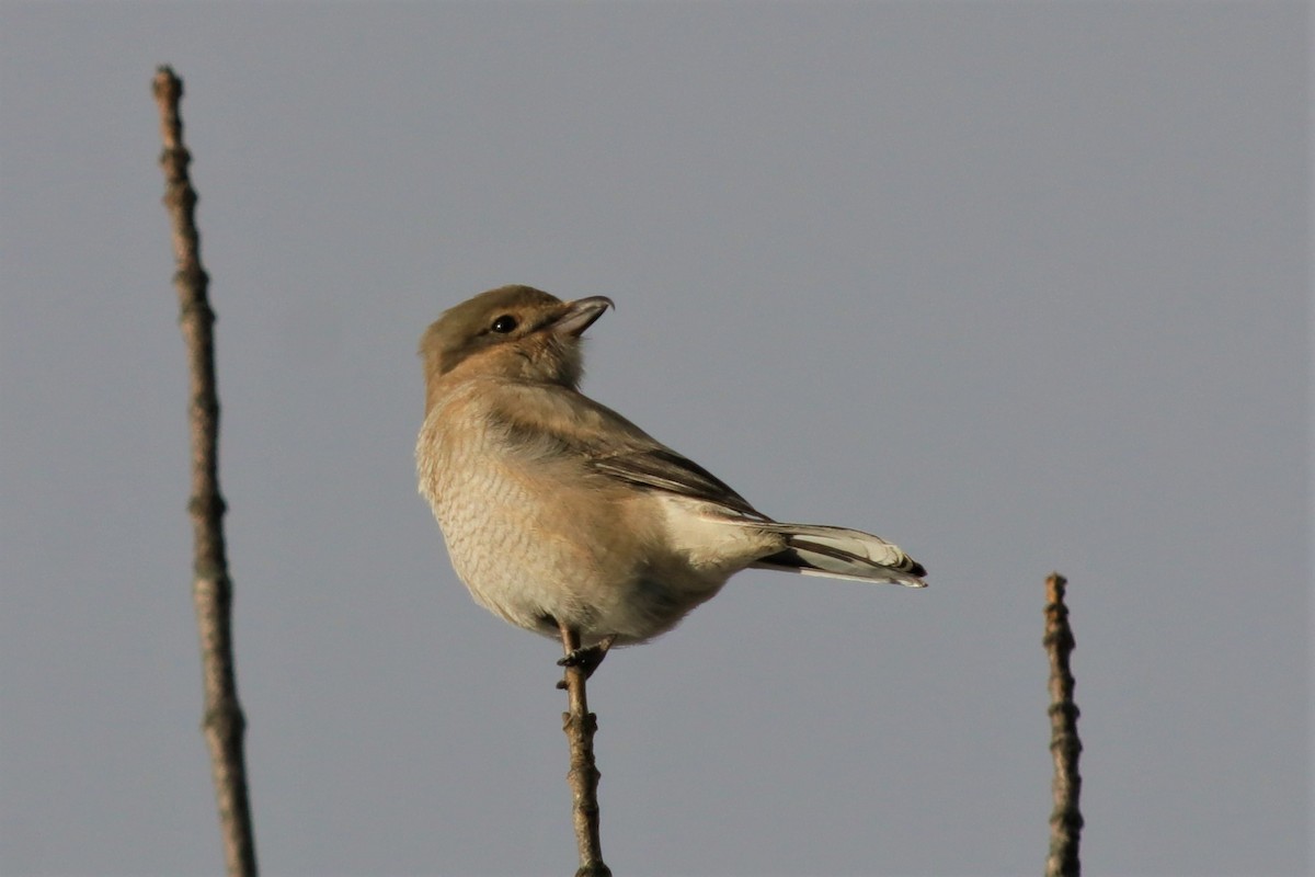 Pie-grièche boréale - ML294580881