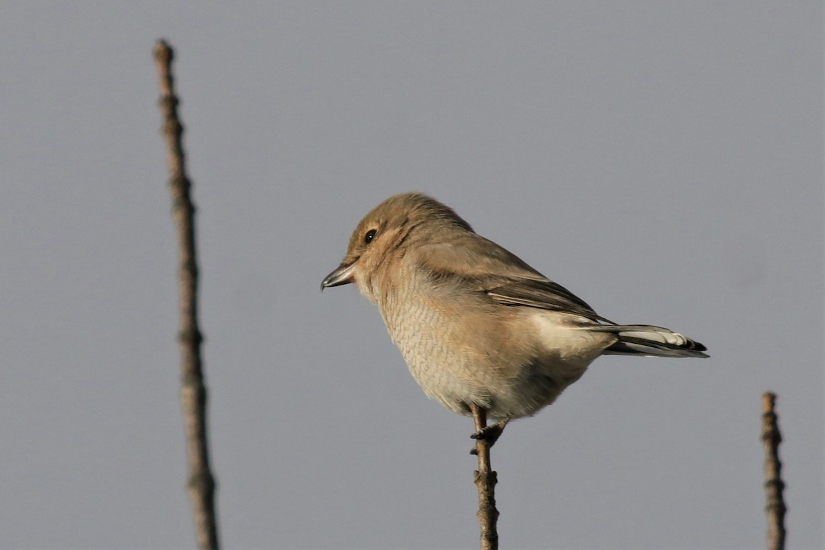 Pie-grièche boréale - ML294580911