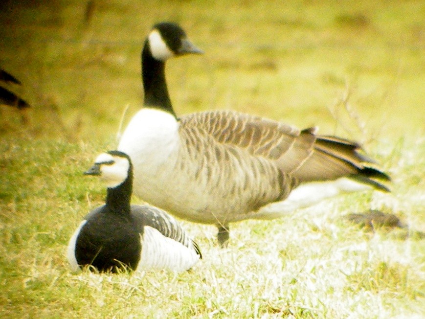 Barnacle Goose - Tal Roberts