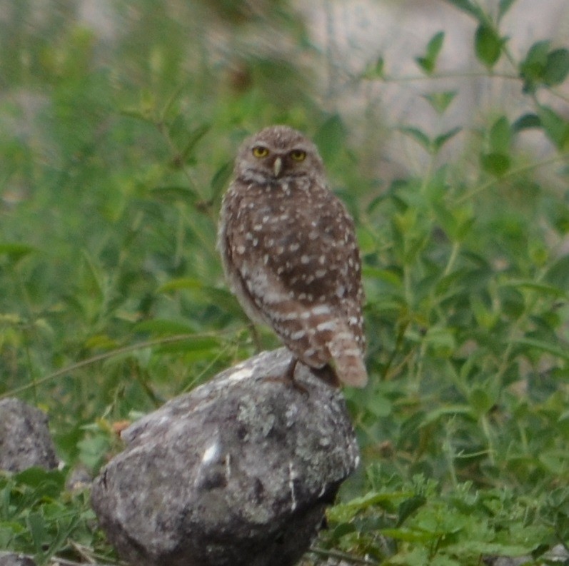 Burrowing Owl - ML294582281