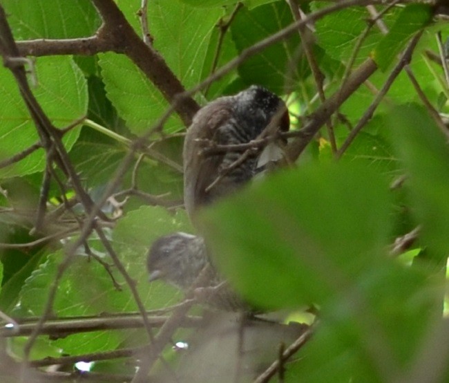 White-barred Piculet - ML294582391