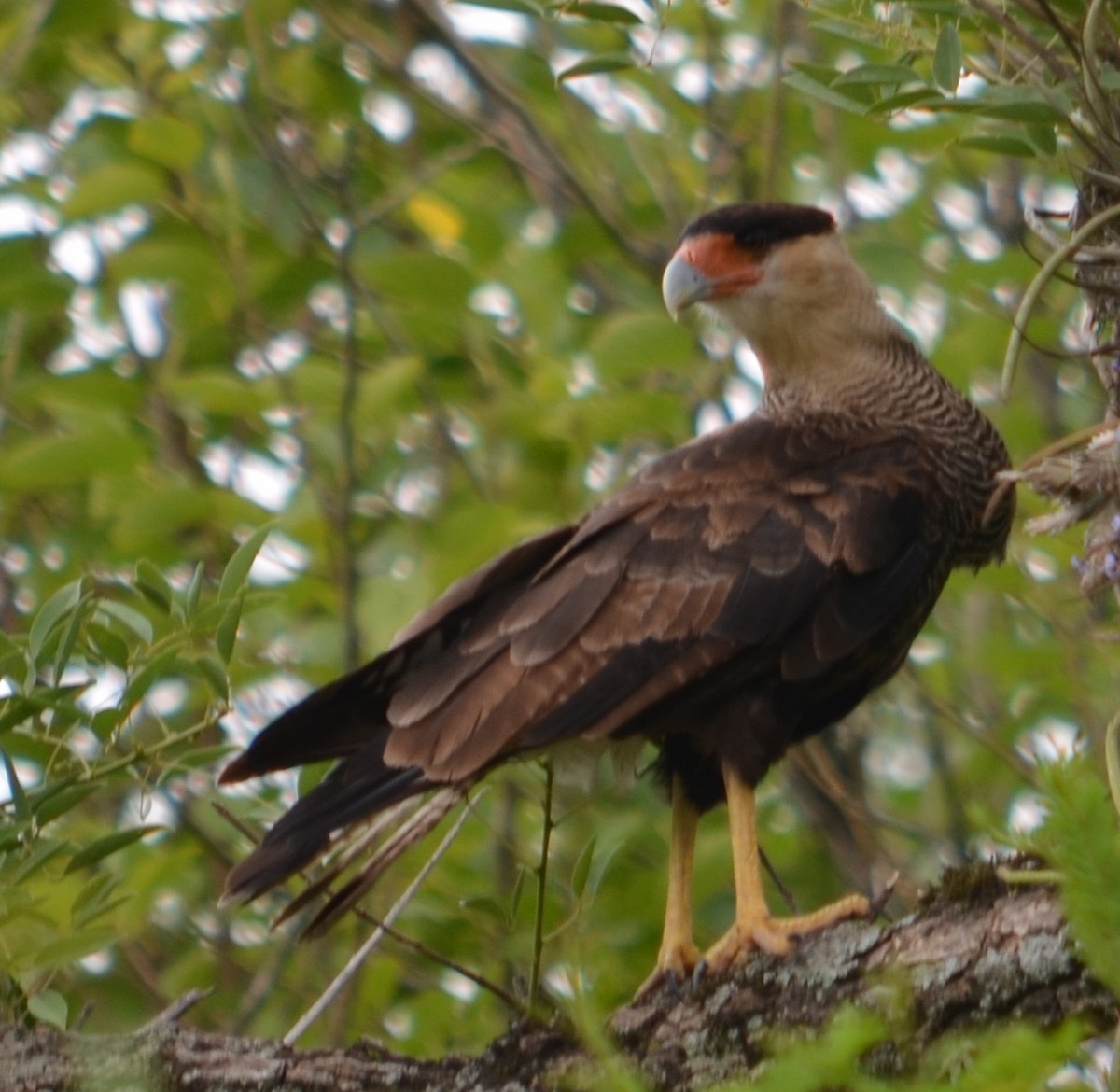 Crested Caracara (Southern) - ML294582721