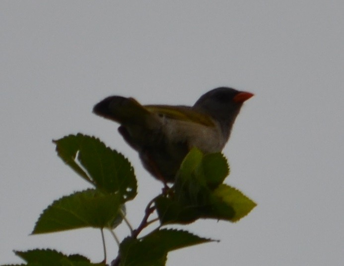 Great Pampa-Finch - ML294582861