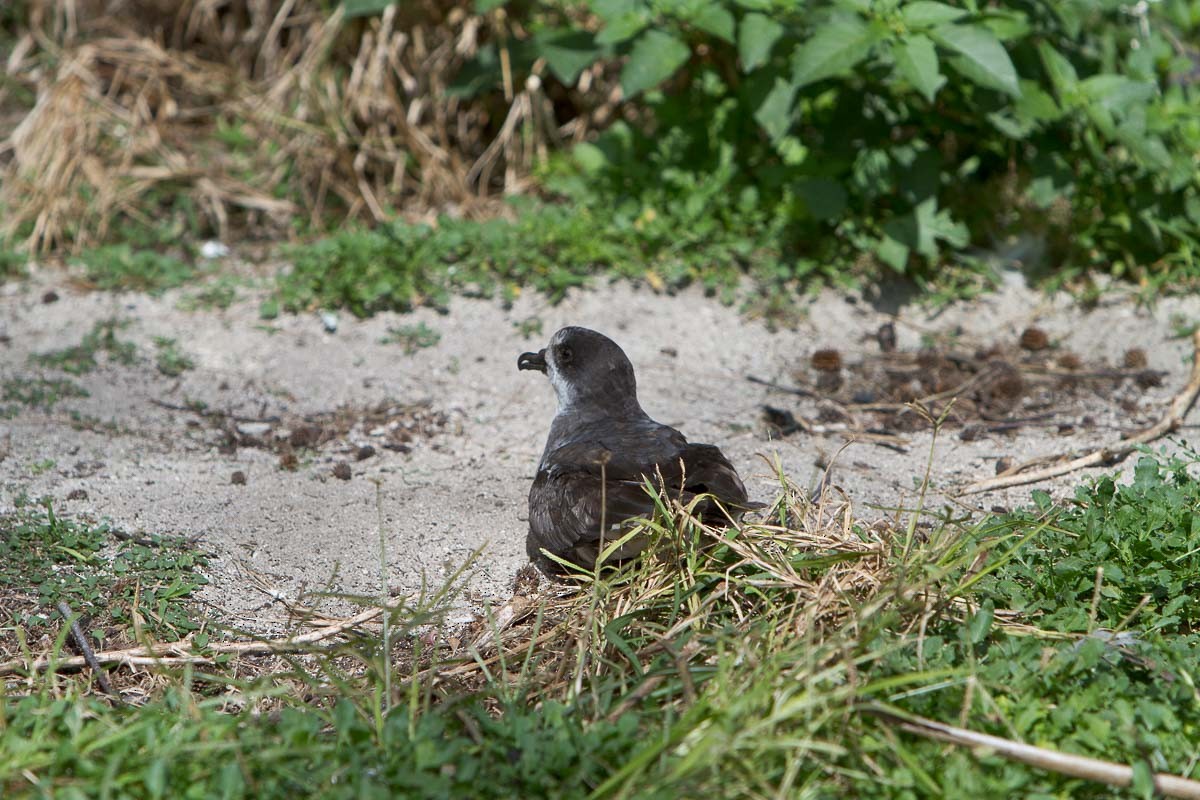 Bonin Petrel - Ron Horn