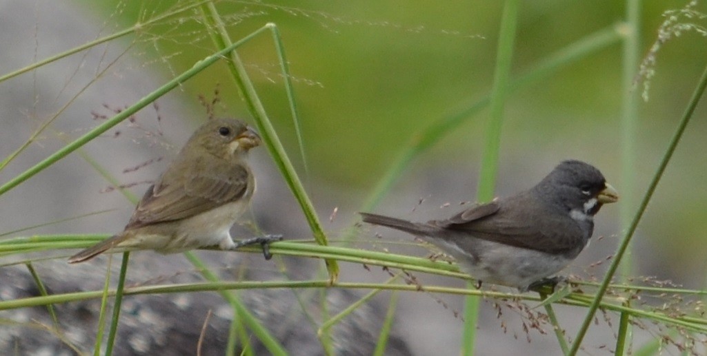 Double-collared Seedeater - ML294582951