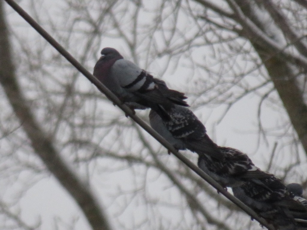 Хөхвөр тагтаа (суурин газрын) - ML294583341