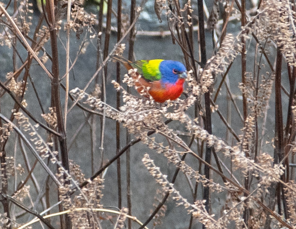 Painted Bunting - ML294583381