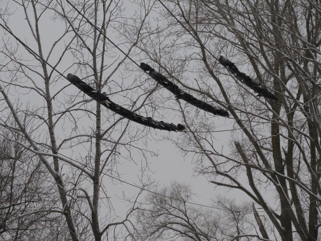 Хөхвөр тагтаа (суурин газрын) - ML294583431