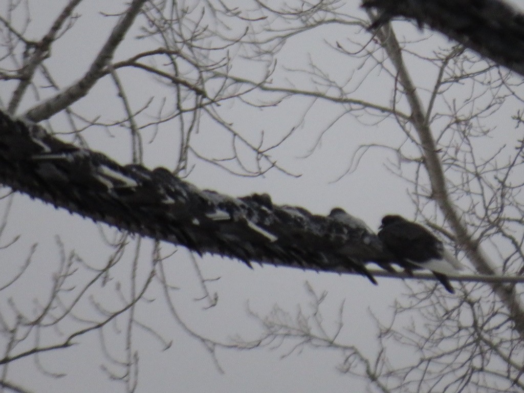 Хөхвөр тагтаа (суурин газрын) - ML294583481