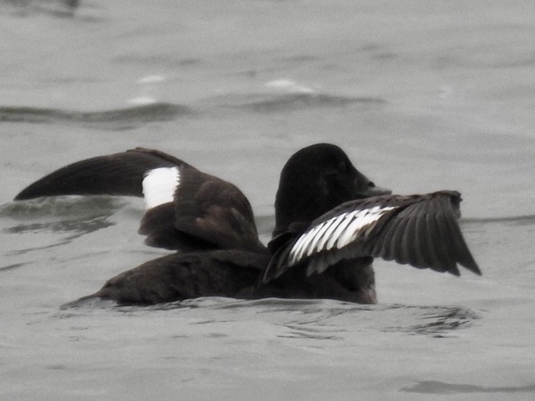 White-winged Scoter - ML294586761