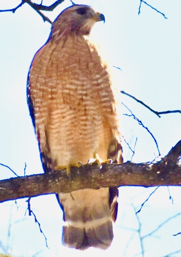 Red-shouldered Hawk - ML294587041