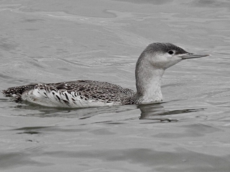 Red-throated Loon - ML294587361