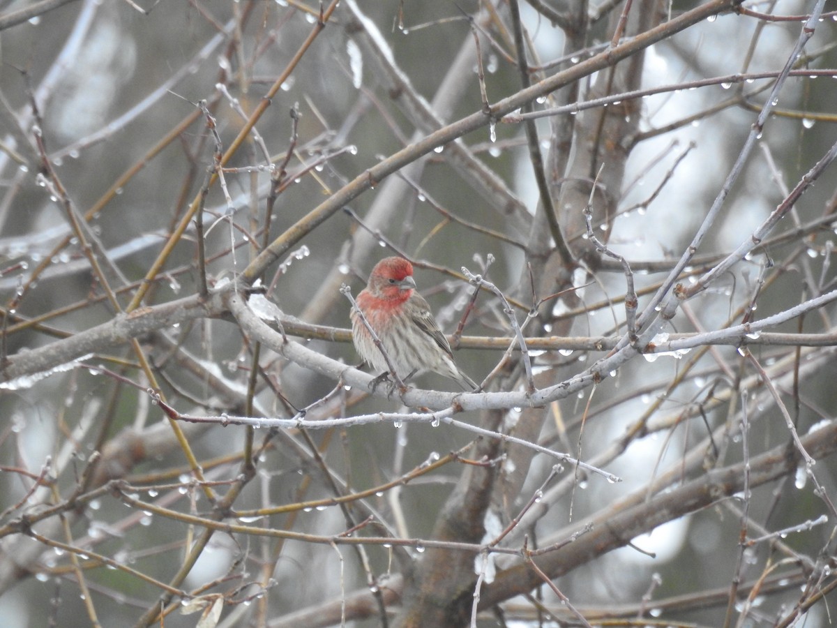 House Finch - ML294589581