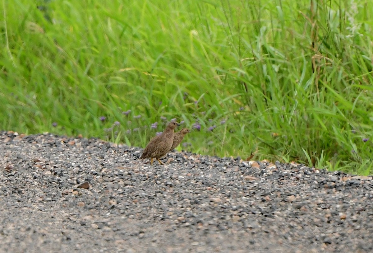 Brown Quail - ML294589981