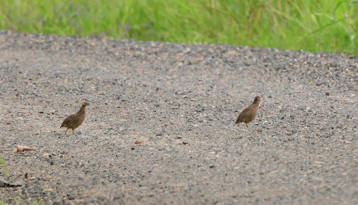 Brown Quail - ML294589991