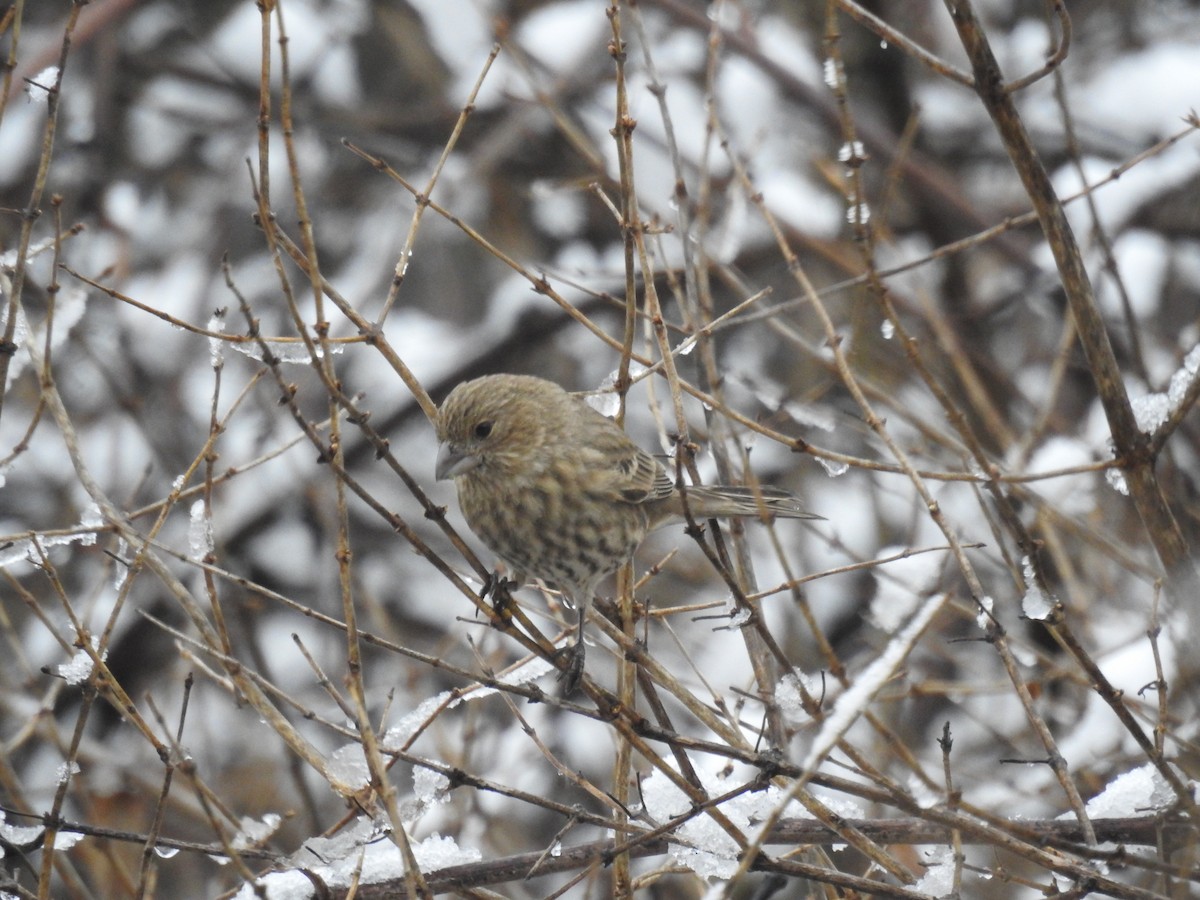 House Finch - Alex Trifunovic