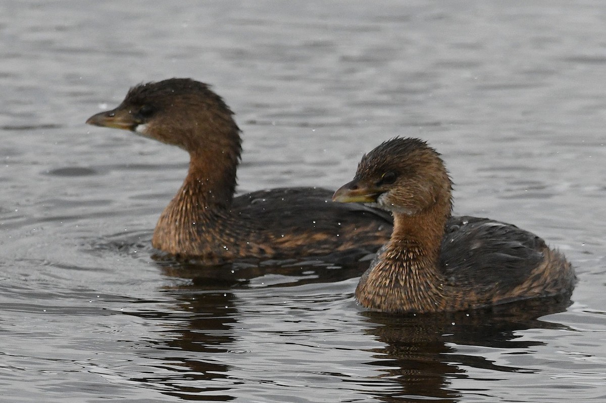 Pied-billed Grebe - Lewis Gray