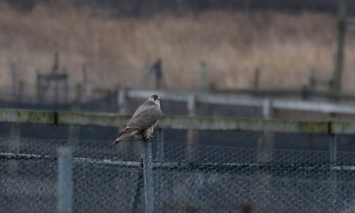 Gyrfalcon - Jay McGowan