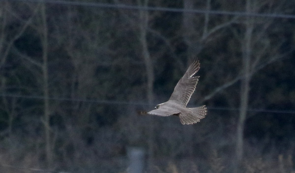 Gyrfalcon - Jay McGowan