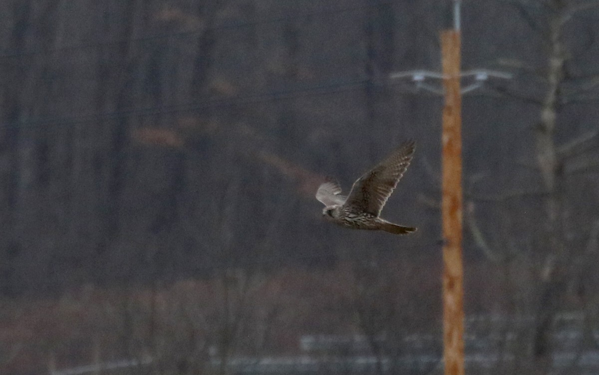 Gyrfalcon - Jay McGowan